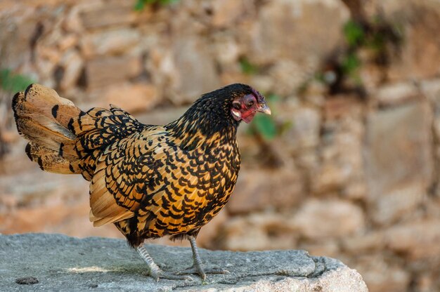 Foto close-up van een vogel die buiten zit