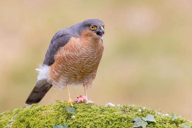Close-up van een vogel die buiten zit