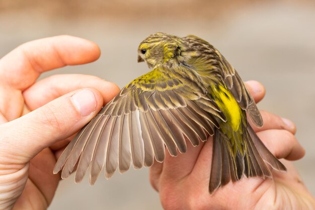 Close-up van een vogel die de hand vasthoudt