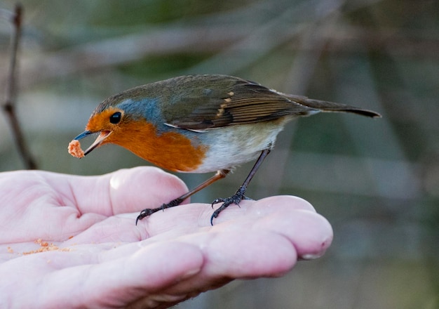 Foto close-up van een vogel die de hand vasthoudt