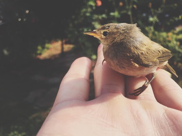 Foto close-up van een vogel die de hand vasthoudt