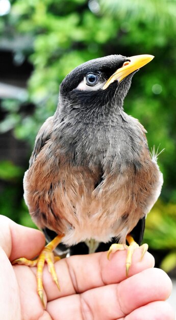 Foto close-up van een vogel die de hand vasthoudt