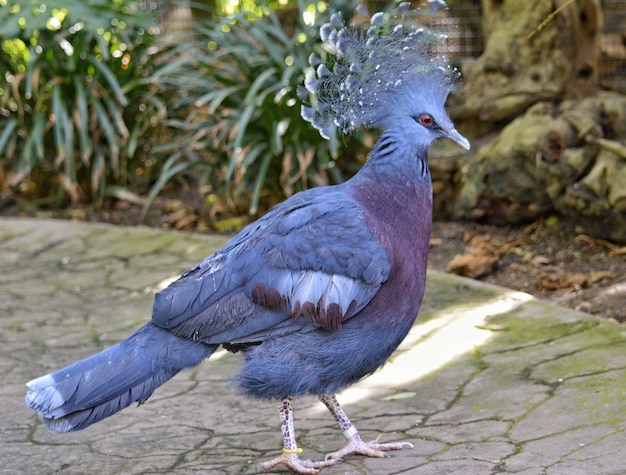 Foto close-up van een vogel die in de buitenlucht zit