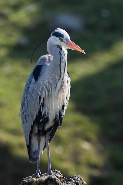 Close-up van een vogel die in de buitenlucht zit