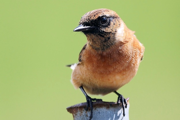 Foto close-up van een vogel die in de buitenlucht zit