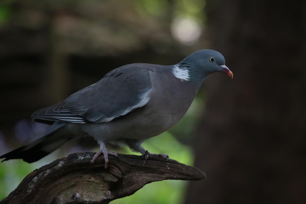 Close-up van een vogel die in de buitenlucht zit