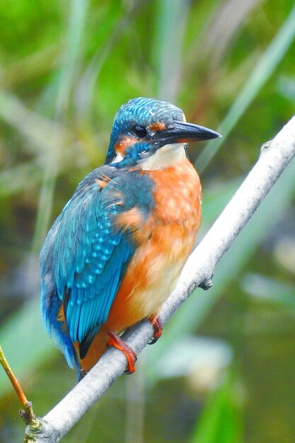 Foto close-up van een vogel die in de buitenlucht zit