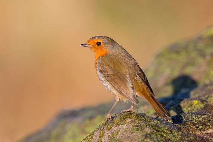 Foto close-up van een vogel die in de buitenlucht zit