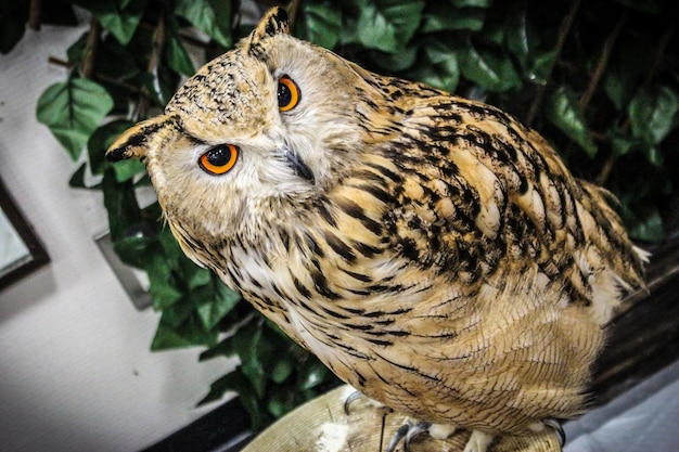 Close-up van een vogel die in de buitenlucht zit