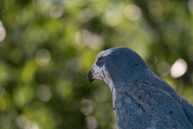 Close-up van een vogel die in de buitenlucht zit