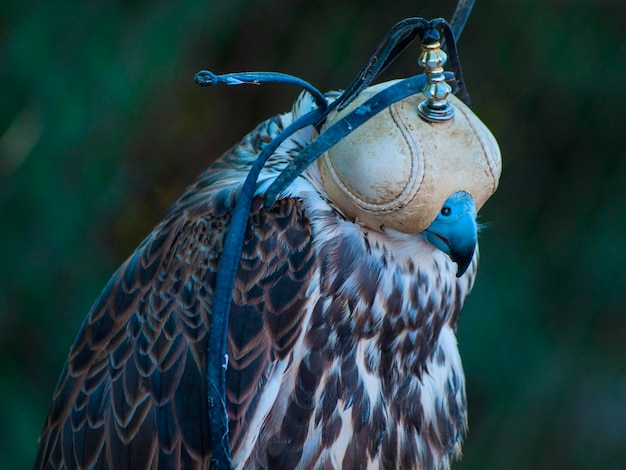 Close-up van een vogel die in de buitenlucht zit