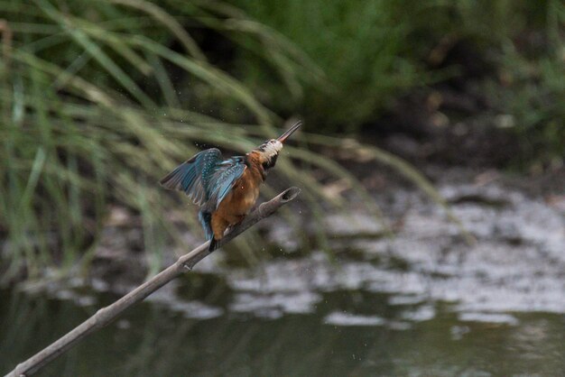 Foto close-up van een vogel die in de buitenlucht zit