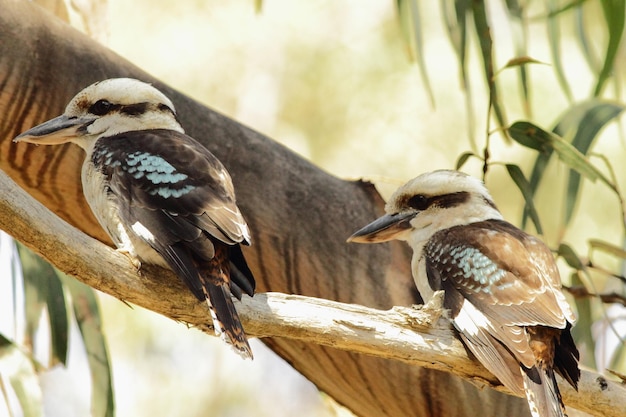 Foto close-up van een vogel die in de buitenlucht zit