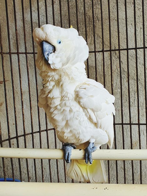 Foto close-up van een vogel die in een kooi op hout zit