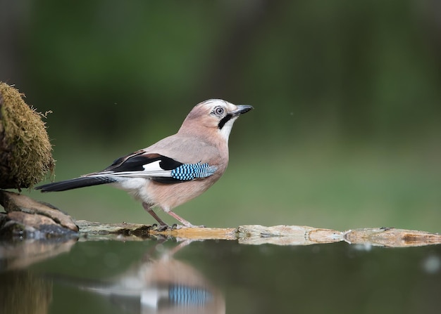 Close-up van een vogel die in het water op hout zit