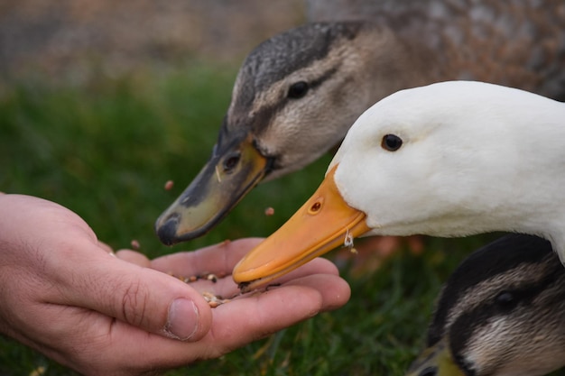 Foto close-up van een vogel die met de hand voedt