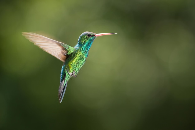 Close-up van een vogel die midden in de lucht vliegt