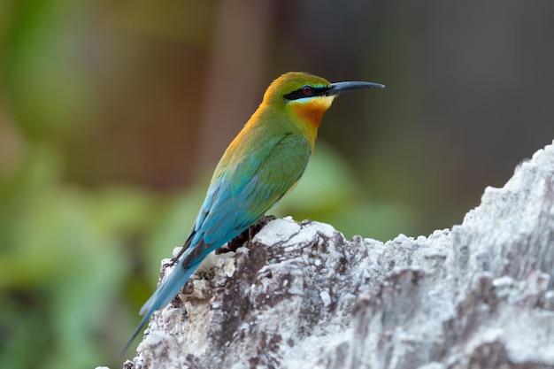 Close-up van een vogel die op een blad zit