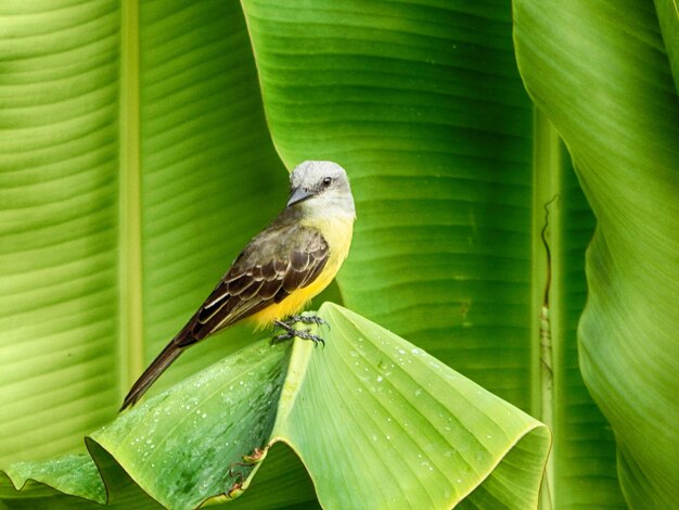 Foto close-up van een vogel die op een blad zit