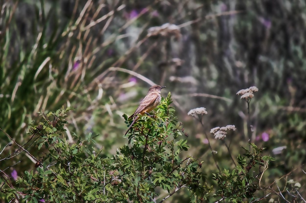 Foto close-up van een vogel die op een bloem zit