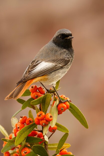 Foto close-up van een vogel die op een bloem zit