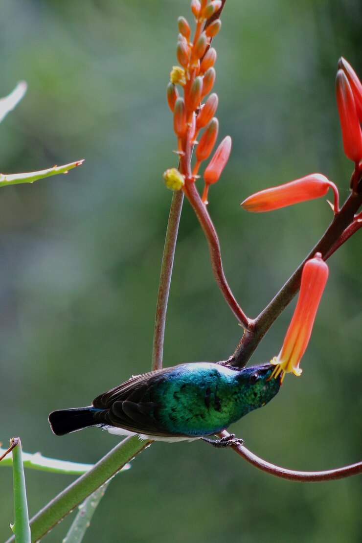 Foto close-up van een vogel die op een bloem zit