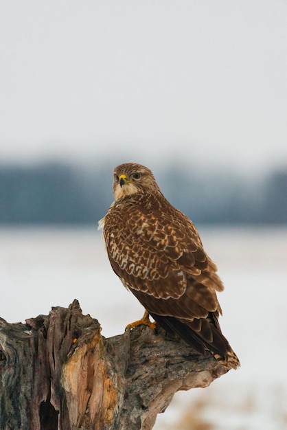 Close-up van een vogel die op een boom zit tegen de lucht