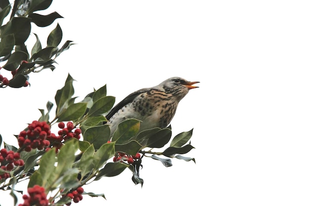 Foto close-up van een vogel die op een boom zit tegen een heldere lucht