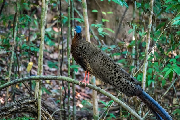 Foto close-up van een vogel die op een boom zit