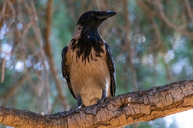 Foto close-up van een vogel die op een boom zit