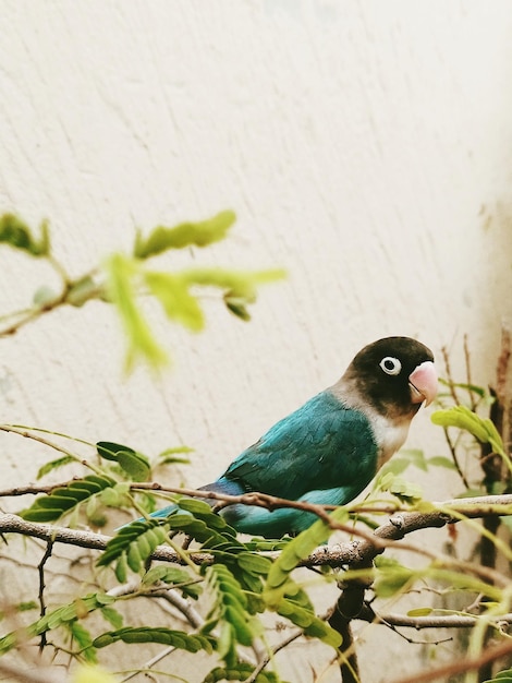 Close-up van een vogel die op een boom zit