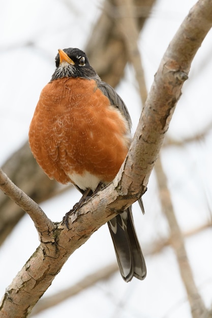 Close-up van een vogel die op een boom zit