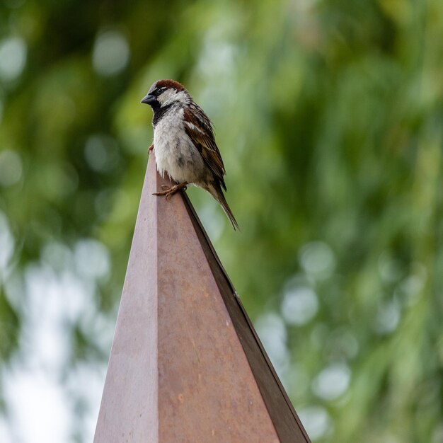 Close-up van een vogel die op een boom zit