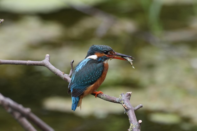 Close-up van een vogel die op een boom zit