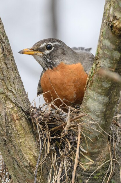 Foto close-up van een vogel die op een boom zit