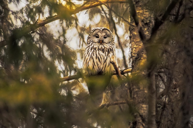 Close-up van een vogel die op een boom zit