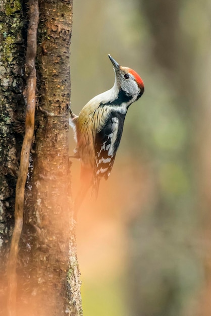 Close-up van een vogel die op een boom zit