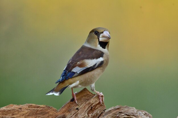 Foto close-up van een vogel die op een boom zit