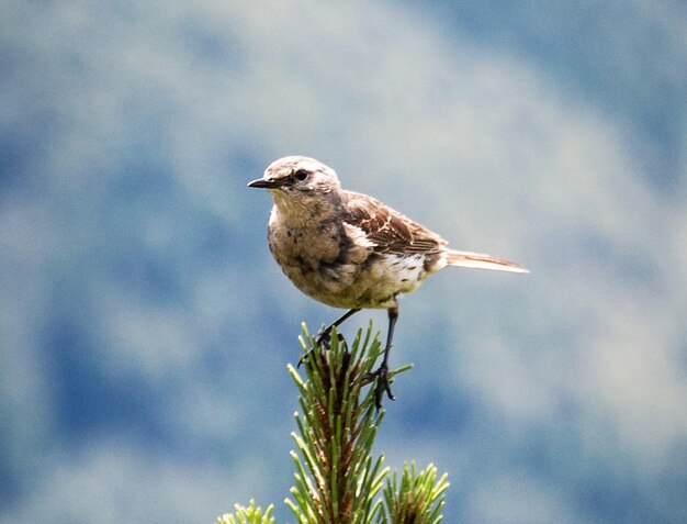 Foto close-up van een vogel die op een boom zit