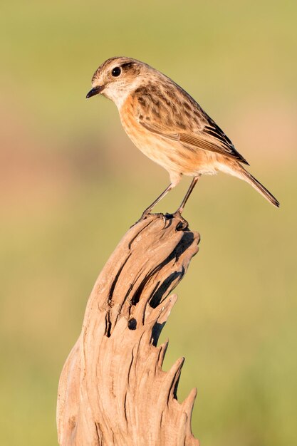 Foto close-up van een vogel die op een boom zit