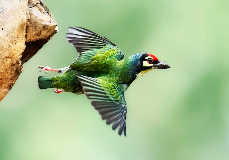 Foto close-up van een vogel die op een boom zit