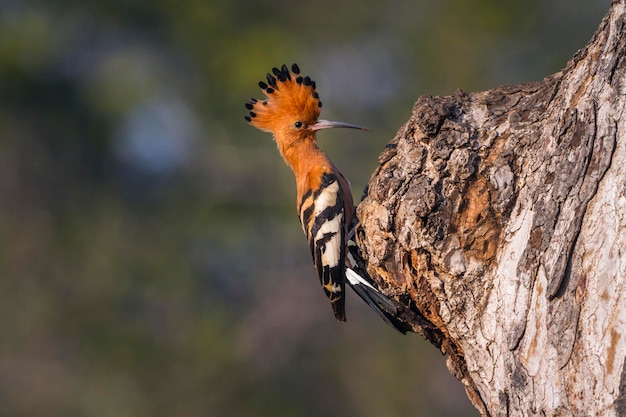 Close-up van een vogel die op een boom zit