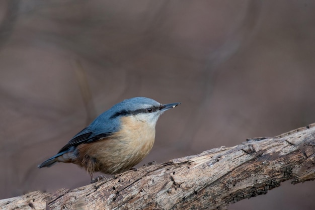 Close-up van een vogel die op een boom zit