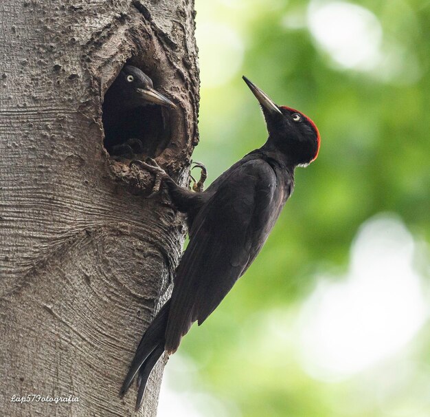 Foto close-up van een vogel die op een boomstam zit