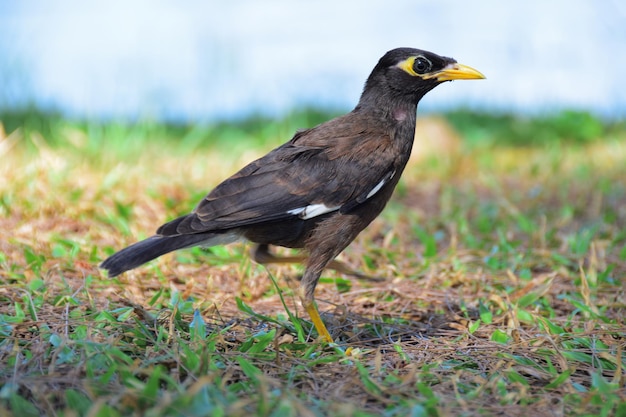 Close-up van een vogel die op een grasveld tegen de lucht zit