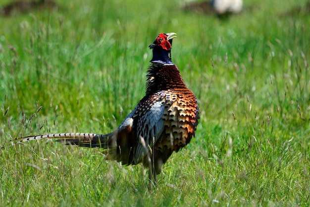 Close-up van een vogel die op een grasveld zit