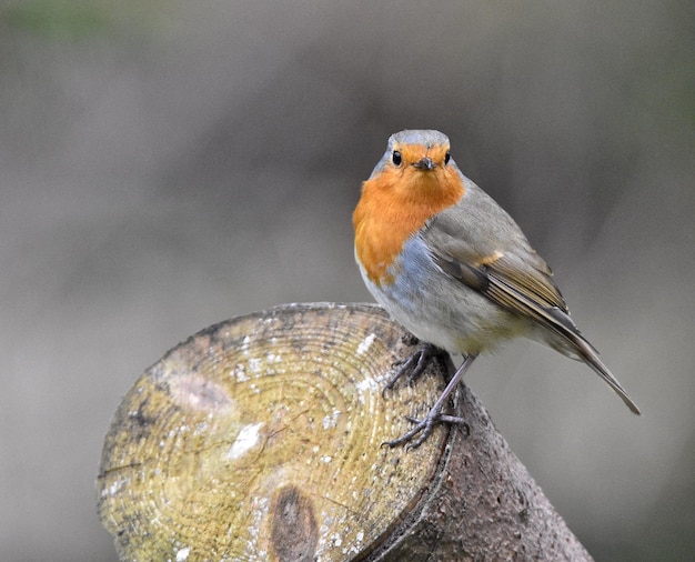 Close-up van een vogel die op een houten boomstam zit