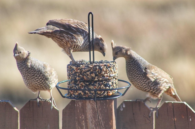 Foto close-up van een vogel die op een houten hek zit