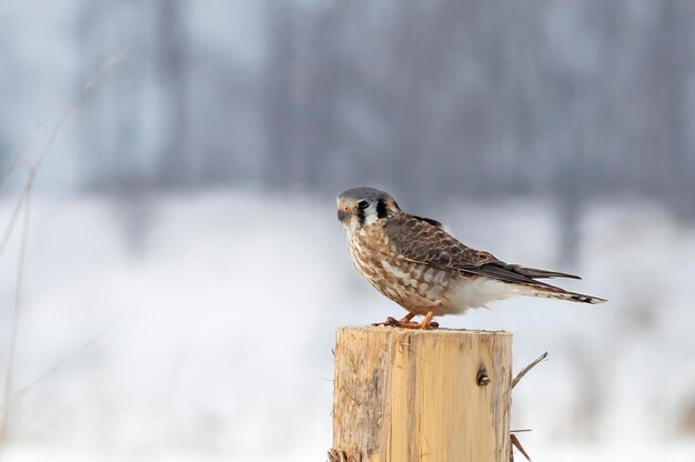 Close-up van een vogel die op een houten paal zit