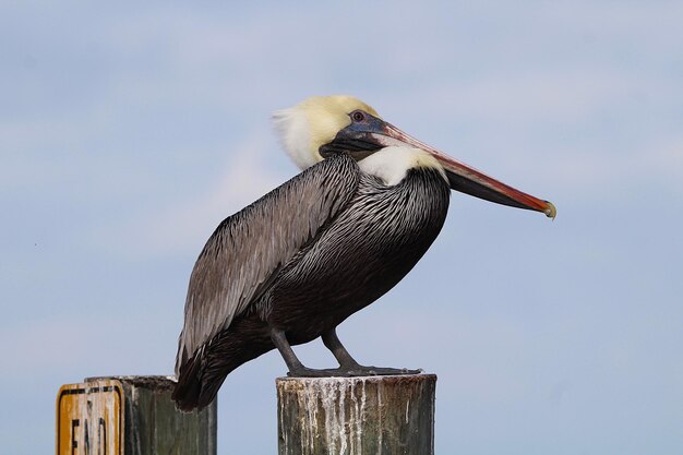 Foto close-up van een vogel die op een houten paal zit